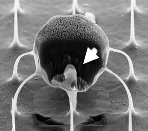 nanowires cells nanowires cells