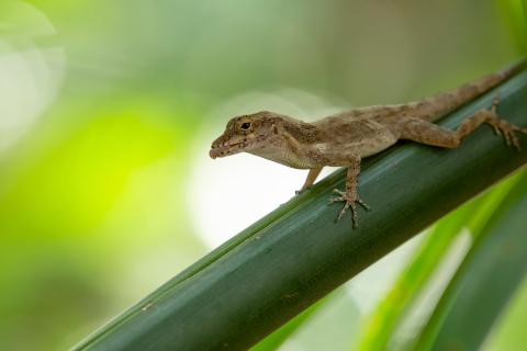 A Puerto Rican crested anole, Anolis cristatellus (Credit: Day's Edge Productions) A Puerto Rican crested anole, Anolis cristatellus (Credit: Day's Edge Productions)