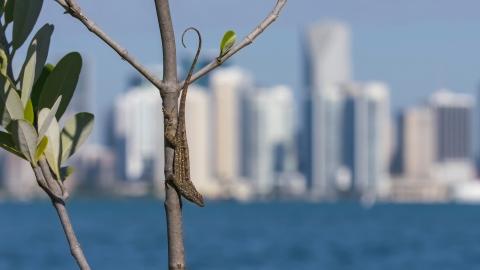 A Cuban brown anole (Anolis sagrei) in Miami (Credit: Day's Edge Productions) A Cuban brown anole (Anolis sagrei) in Miami (Credit: Day's Edge Productions)