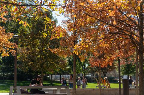Leaves changing along Tech Walkway.