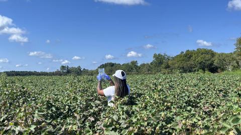 A researcher works in a cotton field in Jenkins County, Georgia, as part of a project on AI and pesticide use. Dorothy Seybold
