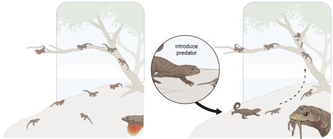 A series of experiment spanning 40 years on small islands in the Bahamas have revealed how prey species, like small brown anole lizards (Anolis sagrei), evolve in response to predators. (Illustration: Mark Belan/ArtSciStudios) A series of experiment spanning 40 years on small islands in the Bahamas have revealed how prey species, like small brown anole lizards (Anolis sagrei), evolve in response to predators. (Illustration: Mark Belan/ArtSciStudios)